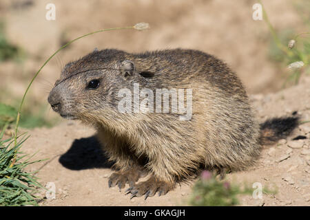 junge Alpine Murmeltier (Marmota Marmota) Stockfoto