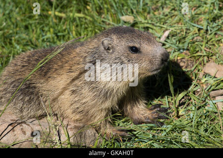 junge Alpine Murmeltier (Marmota Marmota) Stockfoto