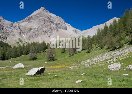 Almwiese im Nationalpark Mercantour, Provence-Alpes-Cote d ' Azure, Frankreich Stockfoto