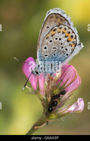 Idas blau (Plebejus Idas) ernähren sich von Esparsette (Onobrychis Viciifolia) Blume Stockfoto