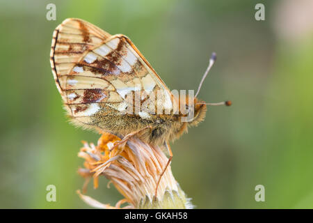 Schäfers Fritillary (Boloria Pales) Schmetterling zeigt seine underwing Stockfoto