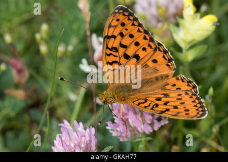 Dunkelgrün Fritillary (ceriagrion Doris) Stockfoto