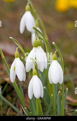 Schneeglöckchen im Garten Stockfoto