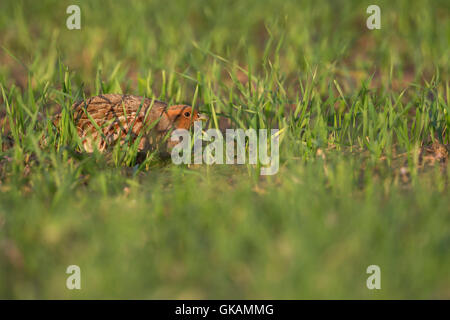 Schüchtern Grey Partridge / Rebhuhn (Perdix Perdix) versteckt auf dem Boden in sonnigen Kornfeld, ersten Morgenlicht. Stockfoto