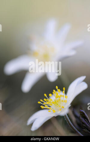 Holz-Anemonen / Buschwindroeschen (Anemone Nemorosa), Nahaufnahme von ihrer hübschen weißen Blüten. Stockfoto
