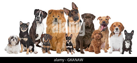 isolierte Tier Hunde Stockfoto