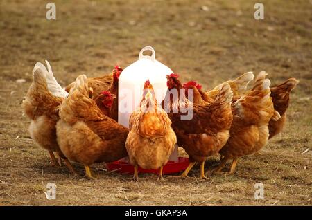 Gruppe Hühner in Freilandhaltung am Futtertrog Stockfoto