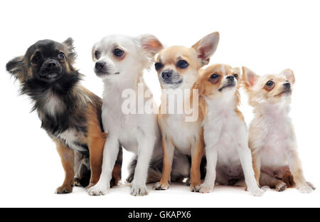 fünf Hund Hunde Stockfoto