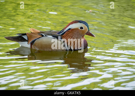 Mandarinenten schwimmen auf dem See Stockfoto