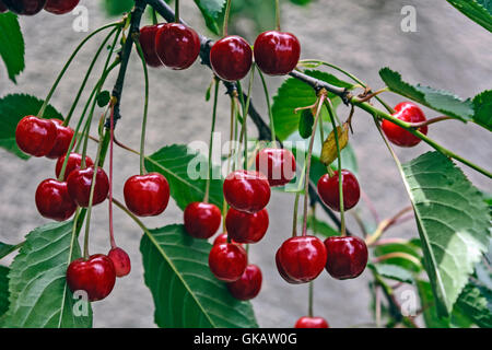 Schöne Kirsche, die auf einem Zweig und warten auf Lesung hängen. Stockfoto