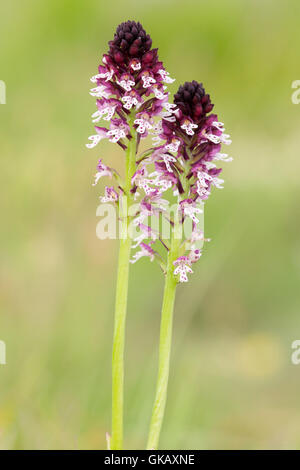 Alpine flora, Brandopfer - Tipp orchid (neotinea ustulata). Stockfoto