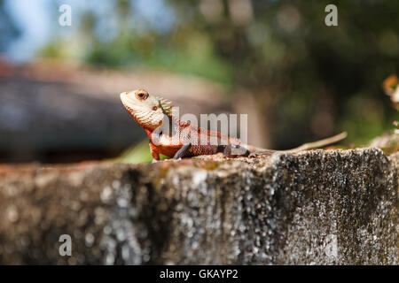 Calotes Eidechse, Sri Lanka Stockfoto