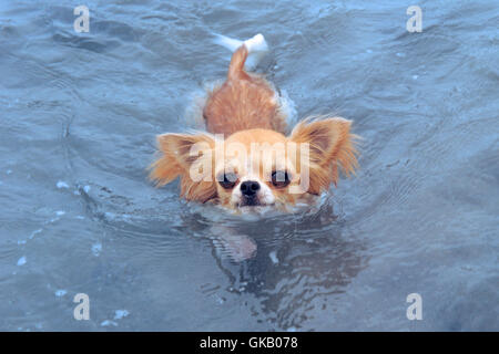 Hund Welpe schwimmen Stockfoto