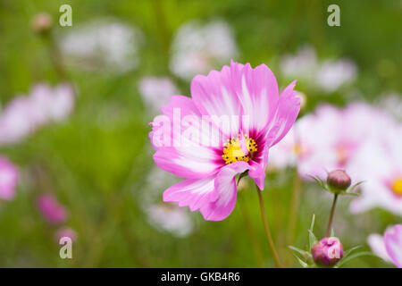 Cosmos Bipinnatus "Capriola" Blumen. Stockfoto