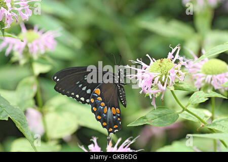 Spicebush Schwalbenschwanz Schmetterling auf wilde Bergamotte Stockfoto