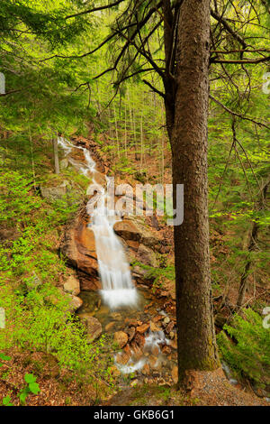 Liberty Schlucht Kaskade, Franconia Notch State Park, Franconia Notch, New Hampshire, USA Stockfoto