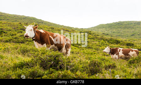 Braune Kühe weiden auf einem Berg Rasen an einem nebligen Tag des Sommers in Tux, Zillertal, Österreich Stockfoto