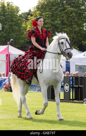 Celia Navaja mit ihrem andalusische Hengst Xaired, ein Display mit tanzenden andalusischen Horses Southport Flower Show, UK Stockfoto