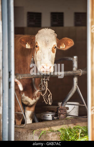 Braune Kuh im Stall in Österreich Stockfoto