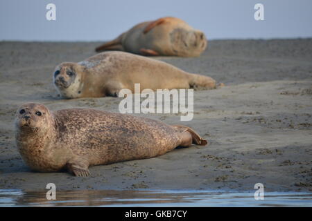 Seehunde holte im Hafen von Chichester Stockfoto