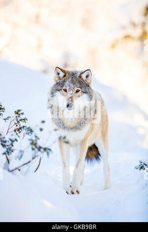 Verschneite Wolf steht im wunderschönen Winterwald Stockfoto