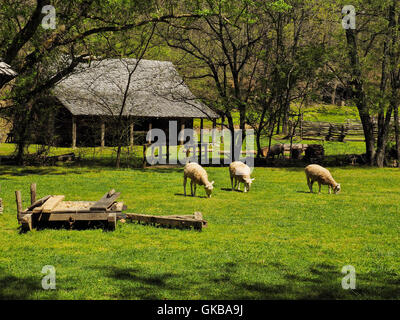 Schafe und Werkzeug Scheune, Zuhause, Land zwischen den Seen National Recreation Area, Dover, Tennessee, USA Stockfoto