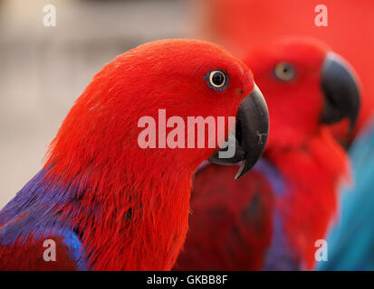 zwei Gefangene Eclectus Papageien von Solomon Inseln auf dem Display in der alten ummauerten Stadt Dubrovnik Kroatien Stockfoto