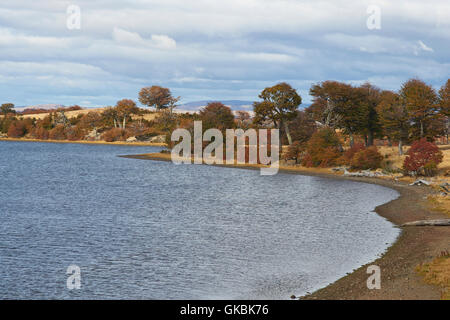 Bunten Herbstlaub auf Bäume und Sträucher in Patagonien, Südchile. Stockfoto