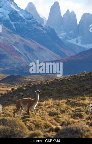 Guanako (Lama Guanicoe) Weiden auf einem Hügel im Torres del Paine Nationalpark in der Magallanes Region von Chile. Stockfoto