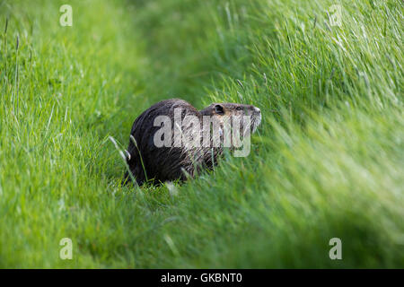 Nutrias auch bekannt als der Fluss Ratte oder Nutria, ist ein großer, Pflanzenfresser, semiaquatic Nagetier Stockfoto