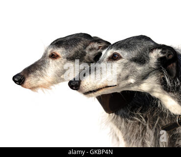 Porträt von zwei Lurcher Hunde Stockfoto