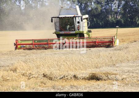 Ein Weizenfeld im Stadtteil Zimmernsupra ernten mit einem Mähdrescher. Weichweizen (Triticum Aestivum L.) wird am häufigsten angebaut und hat daher die größere Verbreitung. K24, Zimmernsupra, Gotha, Thüringen, Deutschland, Europa Datum: August | weltweite Nutzung Stockfoto