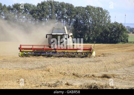 Ein Weizenfeld im Stadtteil Zimmernsupra ernten mit einem Mähdrescher. Weichweizen (Triticum Aestivum L.) wird am häufigsten angebaut und hat daher die größere Verbreitung. K24, Zimmernsupra, Gotha, Thüringen, Deutschland, Europa Datum: August | weltweite Nutzung Stockfoto