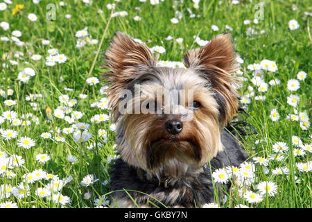 Hund Welpe terrier Stockfoto