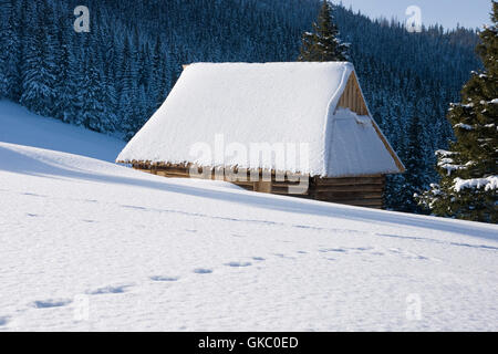 Baum Winterschnee Stockfoto