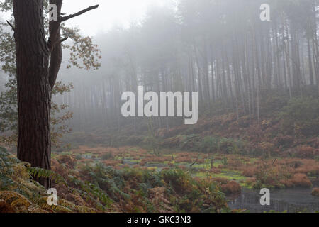 Landschaft, Zusammensetzung, Bäume, Wasser, Delamere Wald, Cheshire, England, UK, Stockfoto