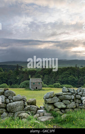 Traditionelle Heu Wildblumenwiese und Scheune, Holwick, obere Teesdale, County Durham, Großbritannien Stockfoto