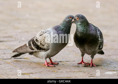 Tiere Vogel Tiere Stockfoto