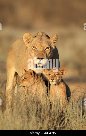 Löwe Katze Raubkatze Stockfoto