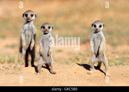 tierische Gesicht Tierwelt Stockfoto