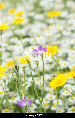 Agrostemma umbellatum. Corncockle und Mais Ringelblume Blüten in eine Wildblumenwiese Stockfoto