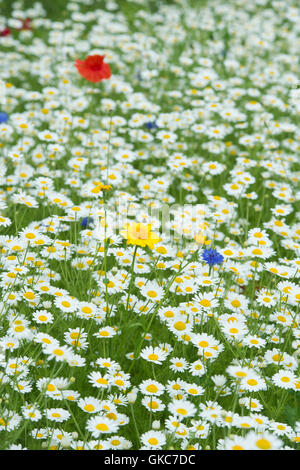 Mais-Ringelblume unter Mais Kamille in einer Wildblumenwiese. UK Stockfoto