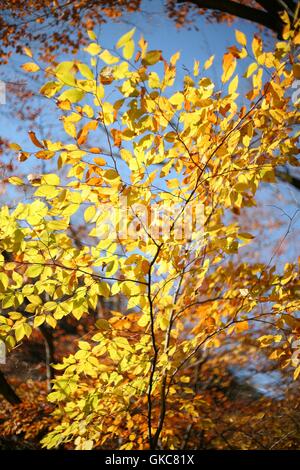 Hell erleuchtet Sonne gelbes Blatt Baum. Herbstsaison in Nikko, Japan. Blauer Himmel Stockfoto