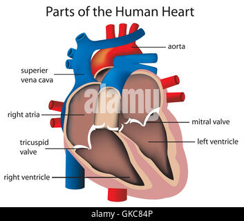 Bildung Gesundheit isoliert Stockfoto