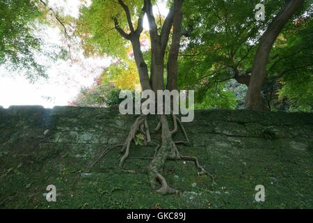 Ein Baum wächst auf einer Moos bewachsenen Mauer auf dem Gelände der Kencho-Ji-Tempel in Kamakura, nachmittags Sonne durch den Baum Stockfoto