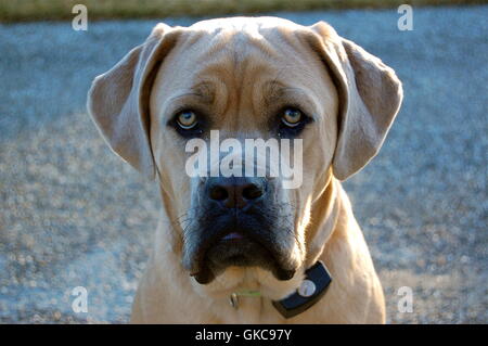 Welpen-Augen. Stockfoto