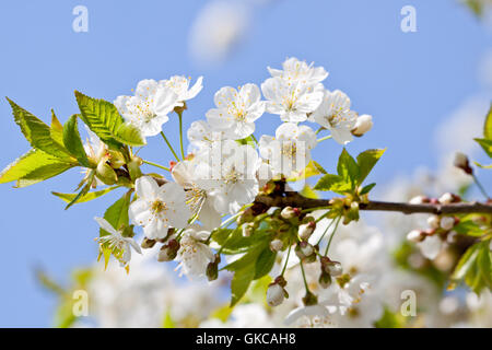 weißen Kirschblüten auf einem Ast Baum mit blauem himme Stockfoto