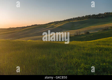 Baum Bäume Sonnenuntergang Stockfoto