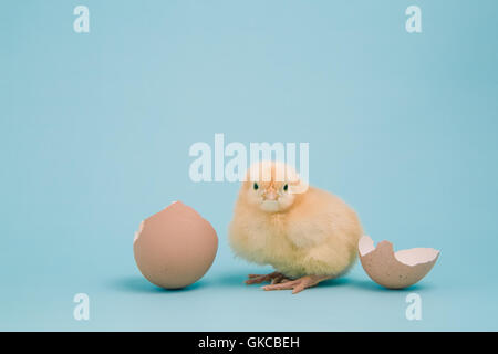 Eine flauschige neue Buff Orpington Küken ruht in der Nähe von einem gebrochenen Eierschale auf einem blassen blauen Hintergrund Stockfoto