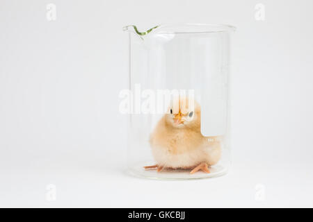 Flauschiges gelbes Küken sitzt im Inneren ein Becherglas, Geflügel-Science-Forschung zu vertreten Stockfoto